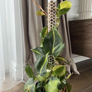Moss Pole Kit with Natural Moss | Extendable Climbing Pole for Houseplants