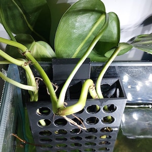 Aquarium Plant Holder for Pothos and Monstera | Over-the-Rim Planter Box