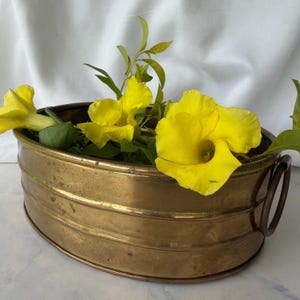 May include: An oval brass planter with horizontal ribbed detailing and two side ring handles. The container is filled with bright yellow trumpet-shaped flowers and green foliage, showcasing a metallic finish with natural patina and signs of age.