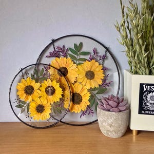 Op de afbeelding: Twee cirkelvormige kunstwerken met geperste bloemen, met heldergele zonnebloemen, groene bladeren en paarse accenten. De bloemen zijn ingekapseld in helder glas met zwarte metalen frames. Een kleine vetplant en een vaas met gedroogde planten zijn ook zichtbaar.