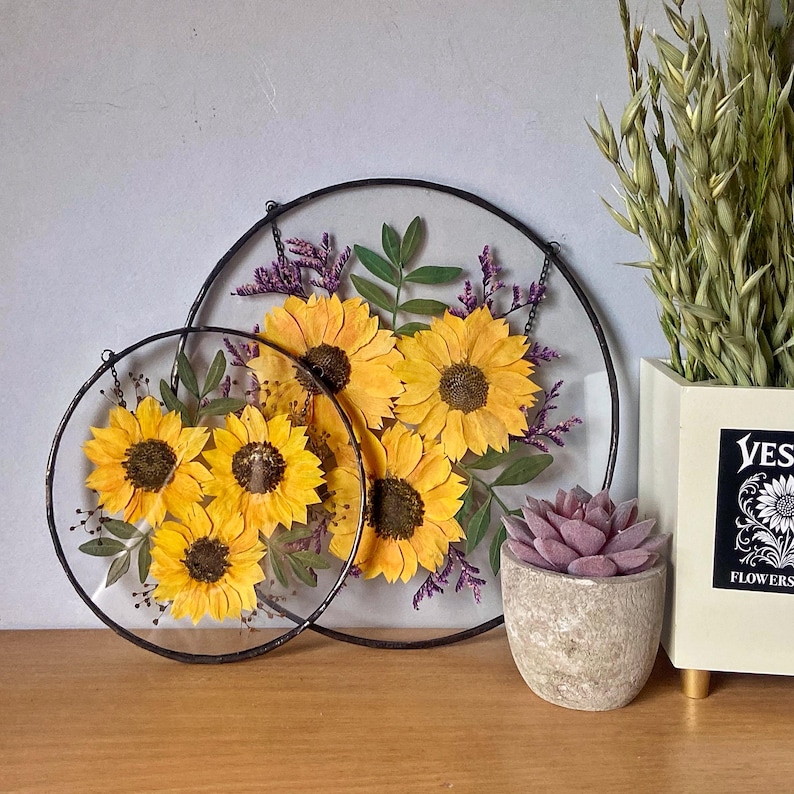 Op de afbeelding: Twee cirkelvormige kunstwerken met geperste bloemen, met heldergele zonnebloemen, groene bladeren en paarse accenten. De bloemen zijn ingekapseld in helder glas met zwarte metalen frames. Een kleine vetplant en een vaas met gedroogde planten zijn ook zichtbaar.
