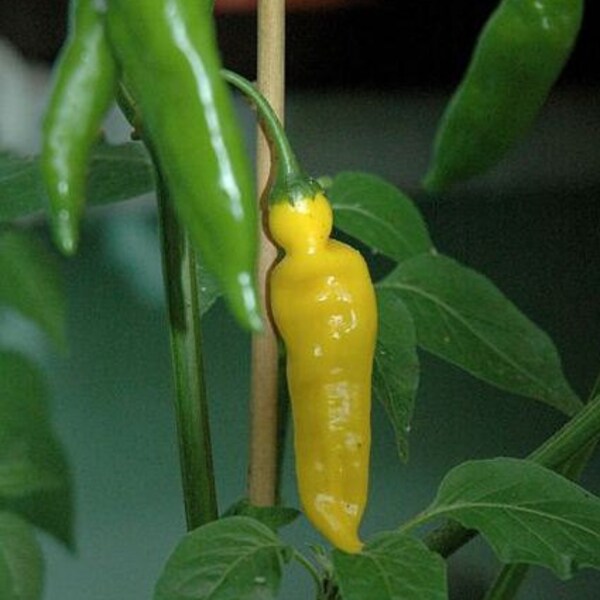 Pepper, Organic Lemon Drop Pepper Seeds - Beautiful Golden Yellow Peppers, Hot with a Lemony Flavor