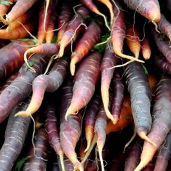 Carrot, Purple Haze Carrot Seeds - Lovely Purple Skin with Smooth Orange Interior Lovely Taste