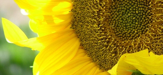 Items similar to Sunflower, Organic Edible Giants Sunflower Seeds ...