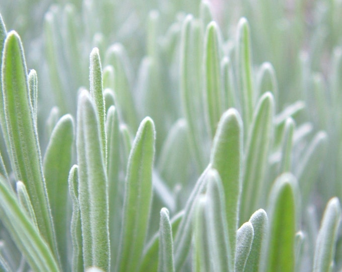 Lavender English Lavender Lavender Vera Seeds Etsy