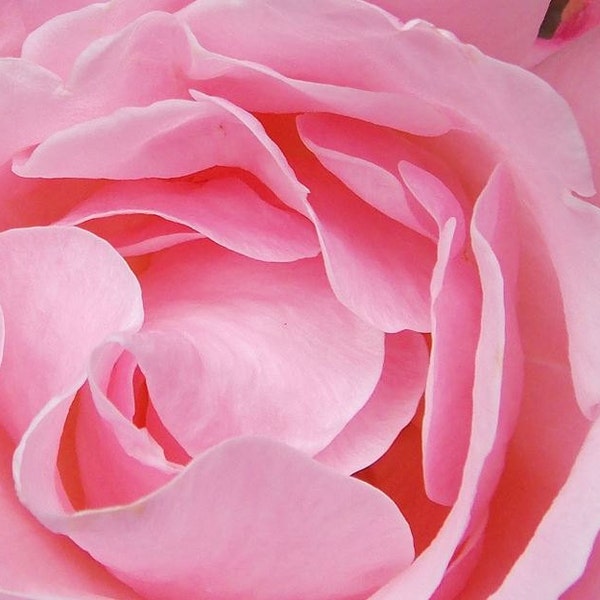 Rose, Queen Elizabeth, Climber - Rose Seeds | Fabulous Bubblegum Pink Highly Productive