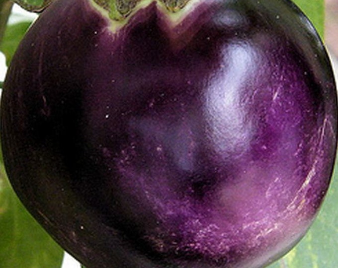 Eggplant Kamo Eggplant Seeds Rare Japanese Eggplant Etsy