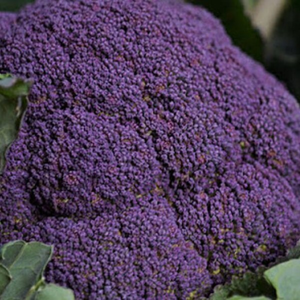 Broccoli, Organic Sicilian Violet Broccoli Seeds - Intense Purple Plants with Dark Green Foliage - Stunning Edible