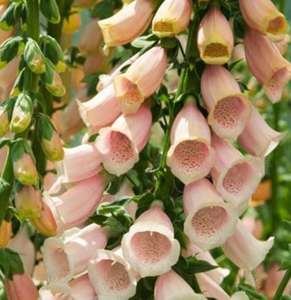 500 APRICOT DELIGHT FOXGLOVE Digitalis Purpurea Seeds