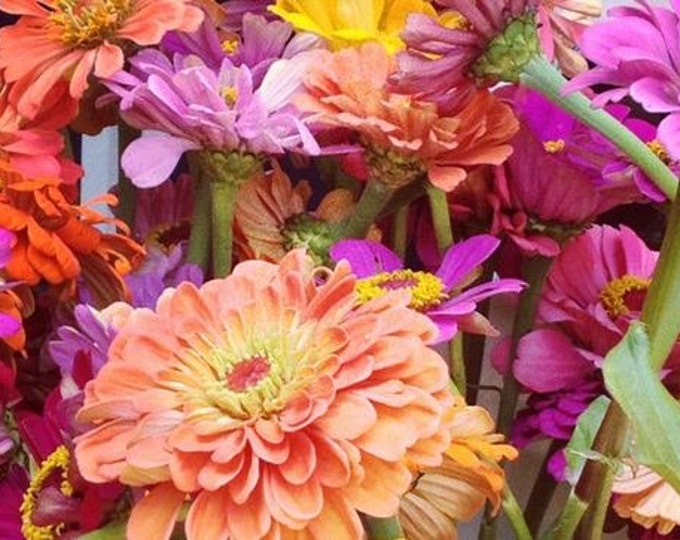 Zinnia, Fruit Smoothie Mix Zinnia Seeds Beautiful, Rich, Bold, Bright