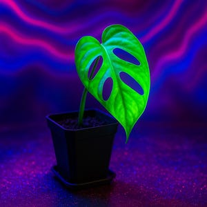 Monstera Adansonii Rooted Starter Baby – Swiss Cheese Vine in Stylish Pot with Saucer | Uncommon Tropical Houseplant - Live Plant Gift