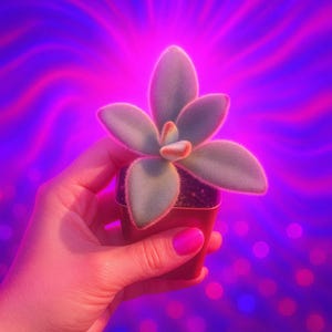 Fuzzy Kalanchoe &#39;Chocolate Soldier&#39; Succulent in 2” Pot – Soft Textured Houseplant | Rave Plant Gift