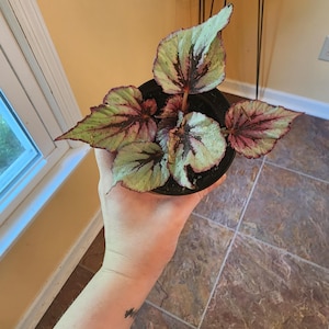 Rex Begonia Grown From Seed - Shimmering Rare Houseplant - Unique Plant - One Available