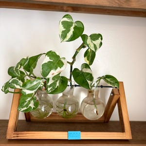May include: A wooden propagation station featuring three clear glass bulb-shaped vases filled with water and variegated pothos plant cuttings. The wooden frame has a light brown finish and a small blue rectangular tag with the text RSN.