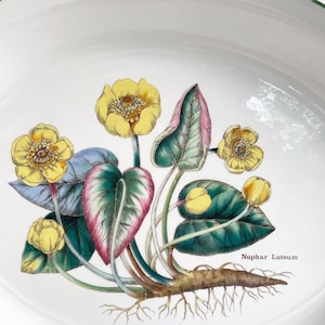 Vintage Enoch Wedgwood Nuphar Luteum Oval Platter, 13 inches made in England. Florabunda Plate. image 3