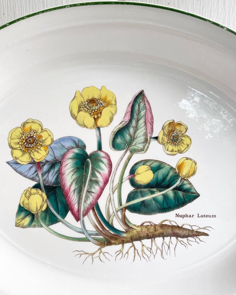 Vintage Enoch Wedgwood Nuphar Luteum Oval Platter, 13 inches made in England. Florabunda Plate. image 3