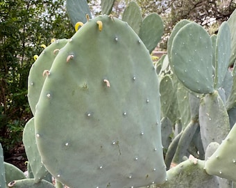 Nopales, Prickly Pear, Spineless Prickly Pear, Paddle Cactus. ONE paddle. Unrooted.