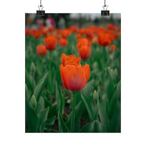 Red Tulip Poster Art Print, Matte Vertical Posters, Home Decor, Flower Wall Art, Spring Decoration, Tulip Print, Bright Living Room Accent