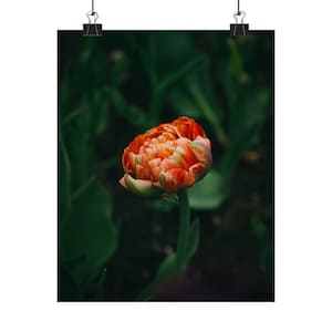 Tulip Art Print: Giclée Floral Wall Decor