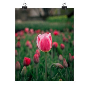 Pink Tulip Poster: Vibrant Floral Botanical Art Print