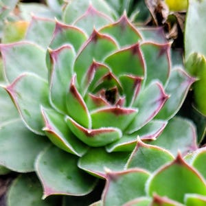 May include: Close-up of a succulent plant. The green leaves have red edges, forming a rosette shape. The image shows the plant's texture and colour variations. The leaves are tightly packed in a spiral.