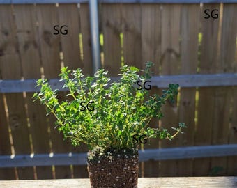 Thyme- Lemon Live Plant