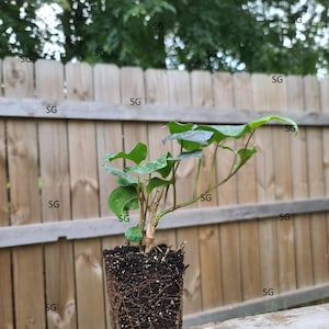 PRE-ORDER Algerian Ivy live plant Please read descriptions - Ships after Thanksgiving