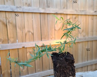 French Tarragon Plant (naturally Grown, No Pesticides, Non-gmo) - Etsy