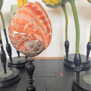 Peut inclure: Une coquille d'ormeau orange et blanche exposée sur un socle en bois noir. La coquille a un éclat nacré et est entourée d'autres arrangements floraux décoratifs avec des accents jaunes et verts.