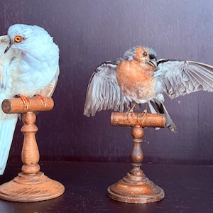 Op de afbeelding: Twee opgezette vogels op individuele houten standaards. De linker vogel is wit met oranje ogen en lichtbruine vleugelpunten. De rechter vogel heeft een grijze kop, een oranje borst en gespreide vleugels op een gedraaide houten voet.