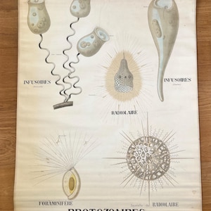 Ende des 19. Jahrhunderts Original botanische Vintage Französisch Schule Wandkarte schöne seltene pädagogische Poster Emille Deyrolle Kuriosität