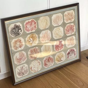 antique seaweed album Jersey curiosity natural history herbarium wunderkammer victorian antique seaweeds sea