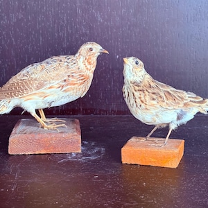 Antique taxidermy of birds of the garden in perfect condition tassidermia taxidermy naturalized stuffed bird wunderkammer curiosity