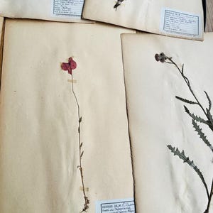 antique french herbarium curiosity natural history herbarium collection design natural herbarium wunderkammer