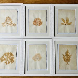 antique seaweed framed curiosity natural history herbarium wunderkammer victorian antique seaweeds sea