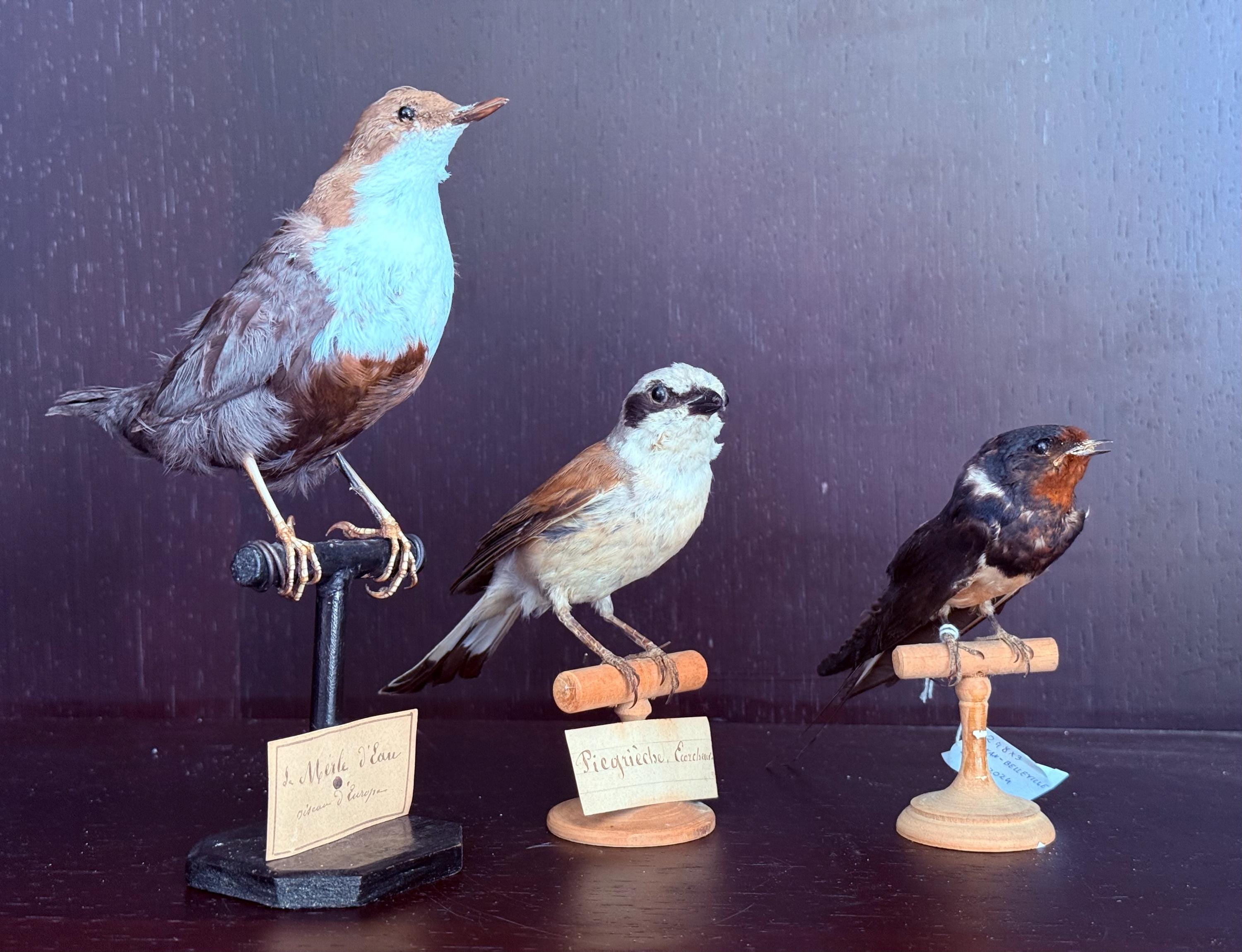 Bird taxidermy - Etsy 日本