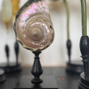 Peut inclure: Un coquillage irisé décoratif, monté sur un socle en bois noir. La coquille présente un motif en spirale avec des teintes roses, violettes et vertes. Le support est en bois tourné foncé, posé sur une base carrée. L'arrière-plan est flou, avec d'autres éléments décoratifs.