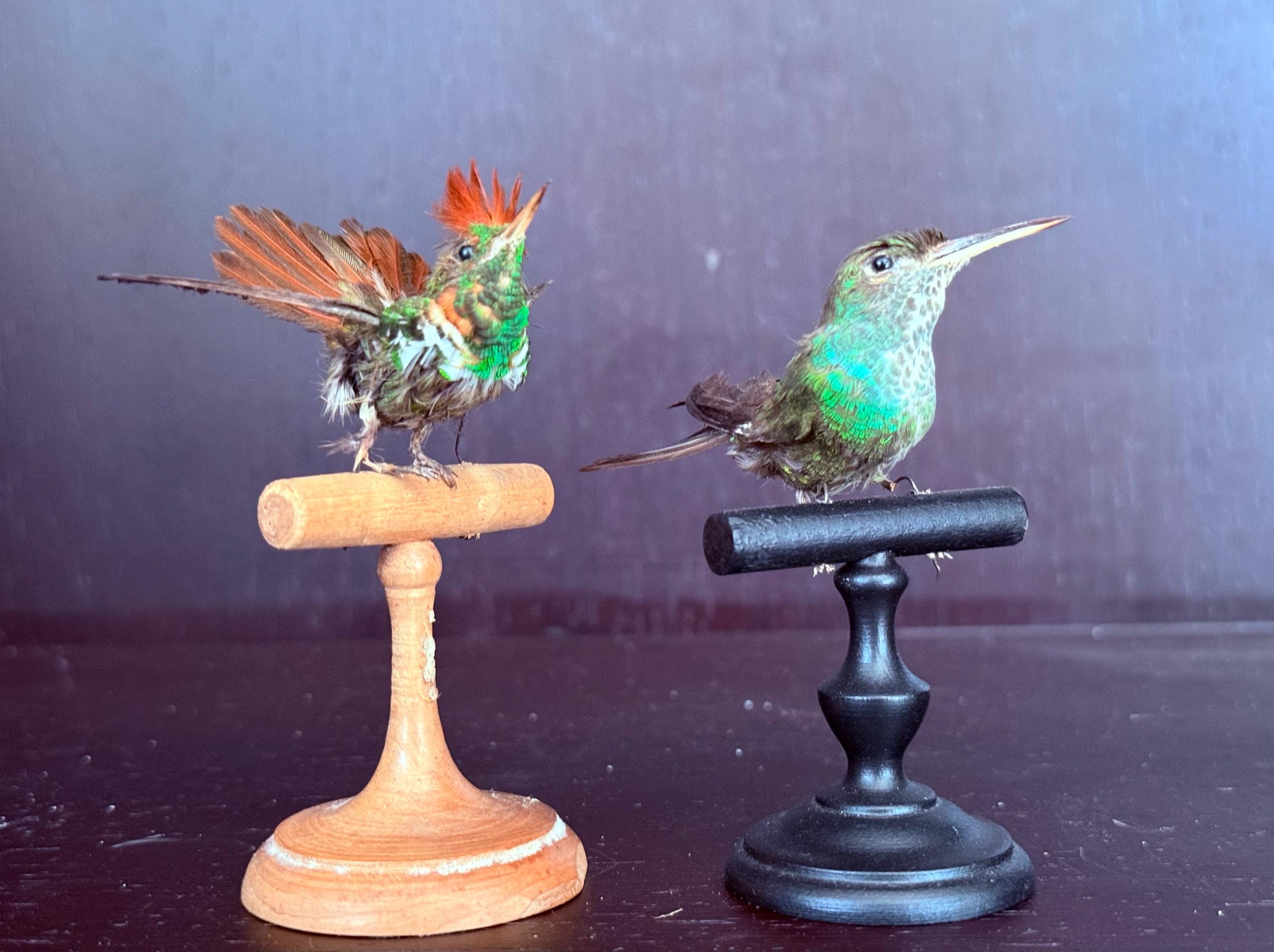 Taxidermy hummingbirds - Etsy 日本