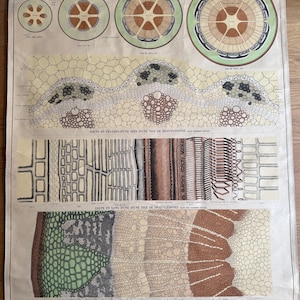 Late 19h Century Original Botanical Vintage French School Wall Chart Beautiful rare Pedagogic Poster Emille Deyrolle Curiosity