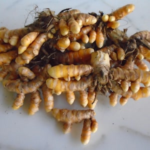 Puede incluir: Un montón de raíces frescas de cúrcuma, con un color amarillo-naranja vibrante. Las raíces tienen una forma nudosa e irregular y están cubiertas de pequeñas raicillas y algo de tierra. La imagen está tomada desde arriba.