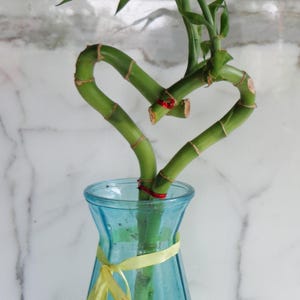 Lucky Bamboo Vase - Etsy