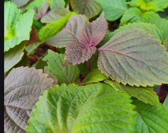 3 plantas vivas de Shiso Perilla: Variedad Beefsteak verde y morada (Tía Tô)