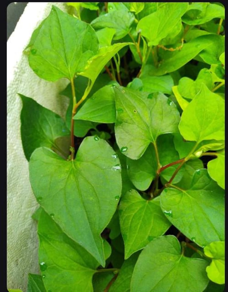 8 Live Bare Root Fish Mint Houttuynia Cordata Asian Herb Plants Diếp Cá ...