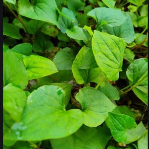 8 Live Bare Root Fish Mint Houttuynia Cordata Asian Herb Plants Diếp Cá ...