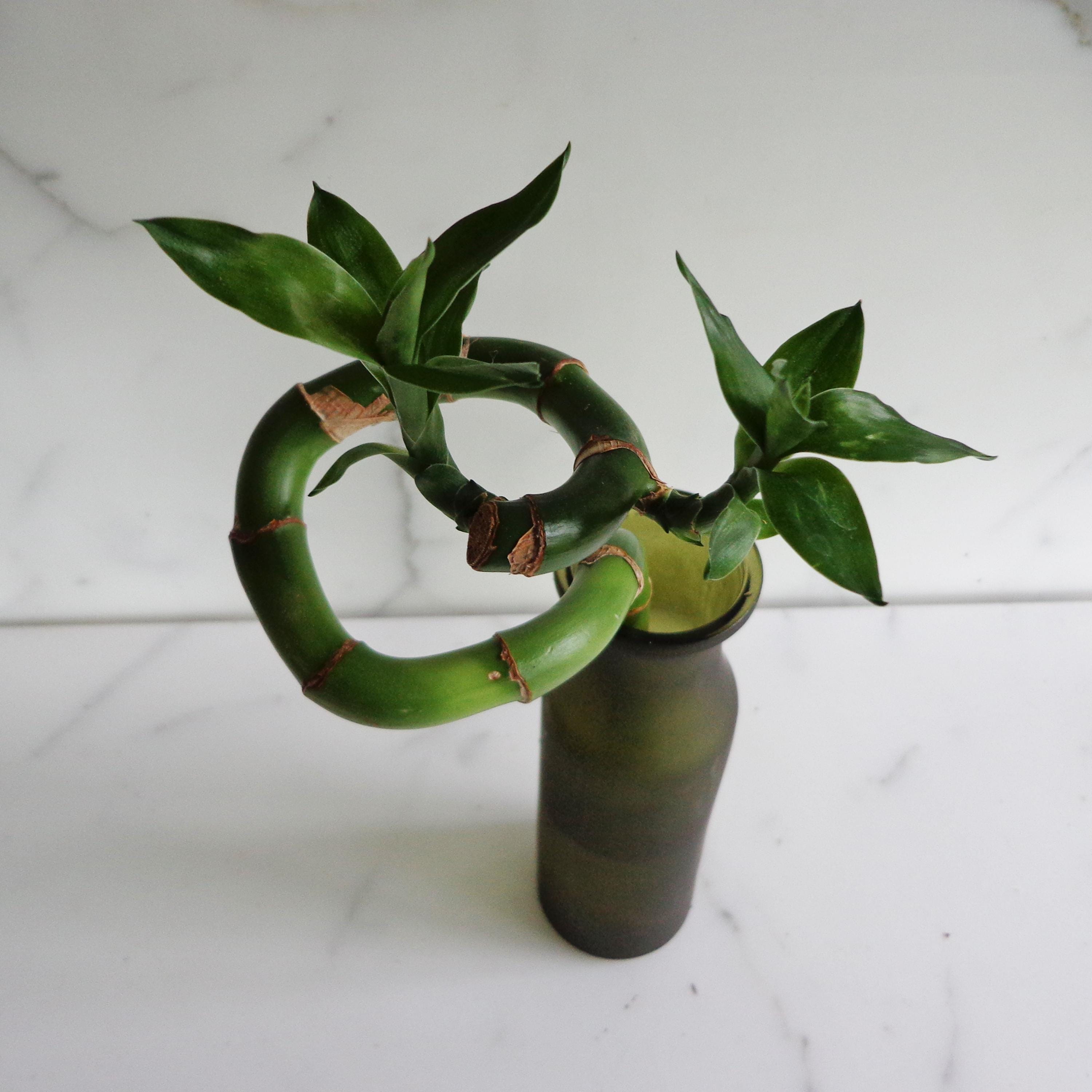 Spiral bamboo plant - Etsy.de
