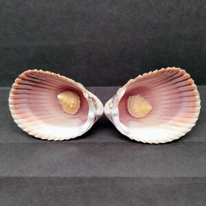 May include: Two open seashells with a light pink interior and a small, round, yellow shell in the center of each. The outer edges of the shells are a light brown color. The background is a dark gray.