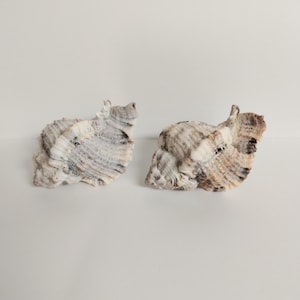 Pair of Apple Murex Shell Drawer or Cabinet Pulls - lg