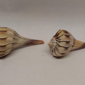 May include: Two conch shells with a cream and brown striped pattern. The shells have a spiral shape with a pointed end and a flared opening. The shells are on a white background.