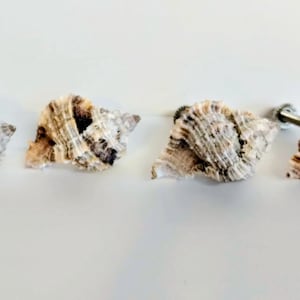 Set of 4 Apple Murex Seashell Drawer or Cabinet Pulls/Knobs - sm