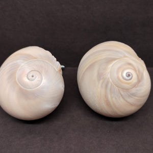 May include: Two pearlescent, spiral-shaped seashells with a cream and tan color palette. The shells have a smooth, polished appearance and are displayed against a dark background. The shells are a natural home decor item.